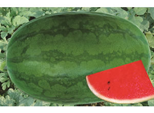 ���ز������